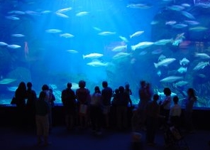 Mote Marine Science Aquarium